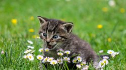 Penyakit Kucing Scabies atau Kudis: Gejala, Pengobatan, dan Pencegahan yang Efektif