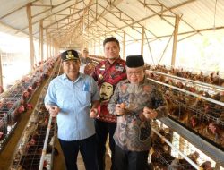 Potensi Besar Gowa di Sektor Peternakan, Manuju Jadi Kecamatan Pengembangan Ayam Boiler 