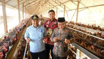 Potensi Besar Gowa di Sektor Peternakan, Manuju Jadi Kecamatan Pengembangan Ayam Boiler 