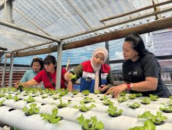 Pertamina Patra Niaga IT Bitung Dukung Pemberdayaan Ibu Rumah Tangga Melalui Hidroponik