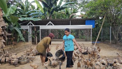 Program ini dirasakan langsung oleh masyarakat yang kini mampu memproduksi dan mengolah telur bebek menjadi produk bernilai tambah seperti telur asin.